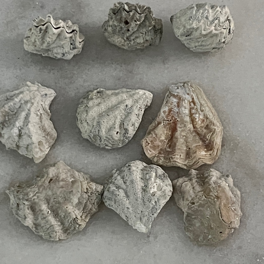 Fossil Oysters Marine Mollusk Top Row Still Closed SW Florida  Great Collecton